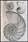 Nautilus shells and ammonite,engraving