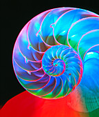 Section through a nautilus shell