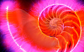 Nautilus shell,Kirlian photograph