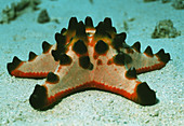 Chocolate chip starfish