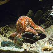 Common starfish feeding