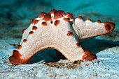 Horned sea star