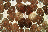Starfish skin