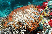 Crown of thorns starfish