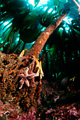 Common starfish on oarweed