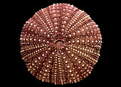 Red Sea Urchin shell,Strongylocentrotus sp
