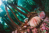 Edible sea urchins