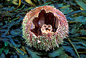 Discarded edible sea urchin