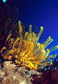 Featherstars on coral