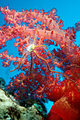 Brittle star on a soft coral