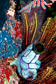 Ink-spot sea squirt and a crinoid