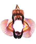 Coloured X-ray of skull of a mako shark