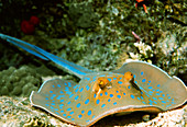 Blue-spotted fantail ray