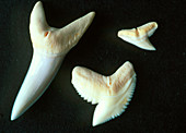 Sharks' teeth