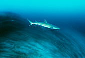 Whitetip reef shark