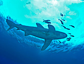 Oceanic whitetip shark and pilot fish