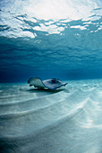 Southern stingray