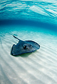 Southern stingray