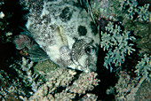 Rabbit fish asleep among coral in the Red Sea