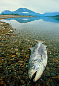 A dead chinook salmon seen shortly after spawning