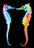 False-colour X-ray of two seahorses,Hippocampus