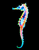 False-colour X-ray of a seahorse,Hippocampus sp