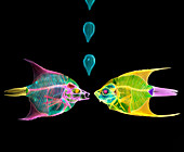 Col X-ray of two Angel fish,Pterophyllum sp