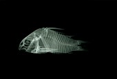 X-ray of the skeleton of a catfish
