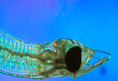 Pre-Leptocephalus larva of the Japanese glass eel