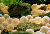 One-week-old brown trout eggs