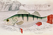 Historical artwork of a perch,Perca sp