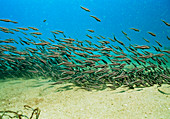 School of striped catfish,Plotosus lineatus