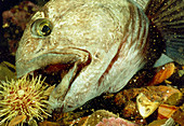 View of a wolf fish,Anarrhichas lupus