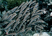 Juvenile catfish