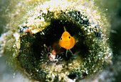 Yellow sand goby