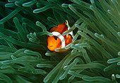 Anemone fish