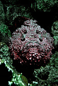 Stonefish