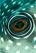 White-spotted pufferfish eye