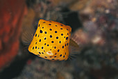 Juvenile cube boxfish