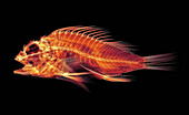 Fish,X-ray