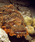 Bearded scropionfish