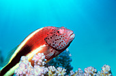 Forster's hawkfish
