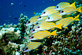 Blue-lined snappers