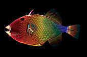 Triggerfish,X-ray