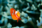 Spinecheek anemonefish