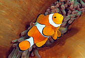 Clown anemonefish