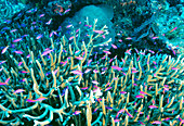 Anthias fish in coral