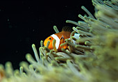 False clown anemone fish