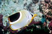 Saddle butterflyfish