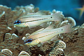 Seale's cardinalfish